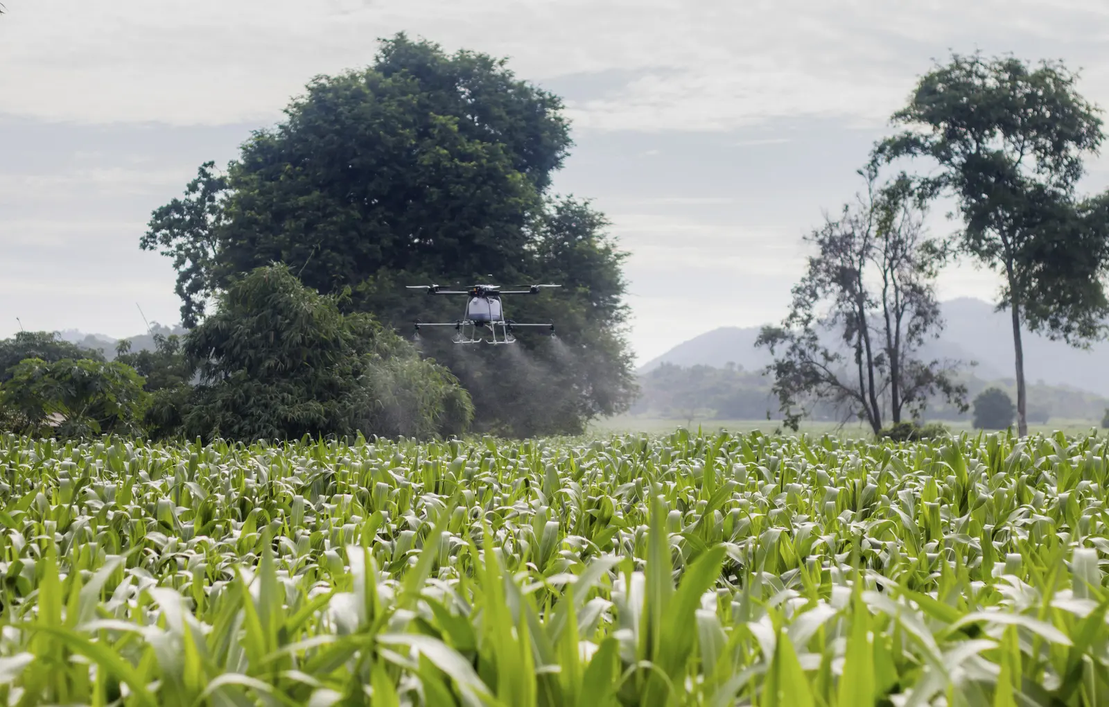 Drone applying product over maize