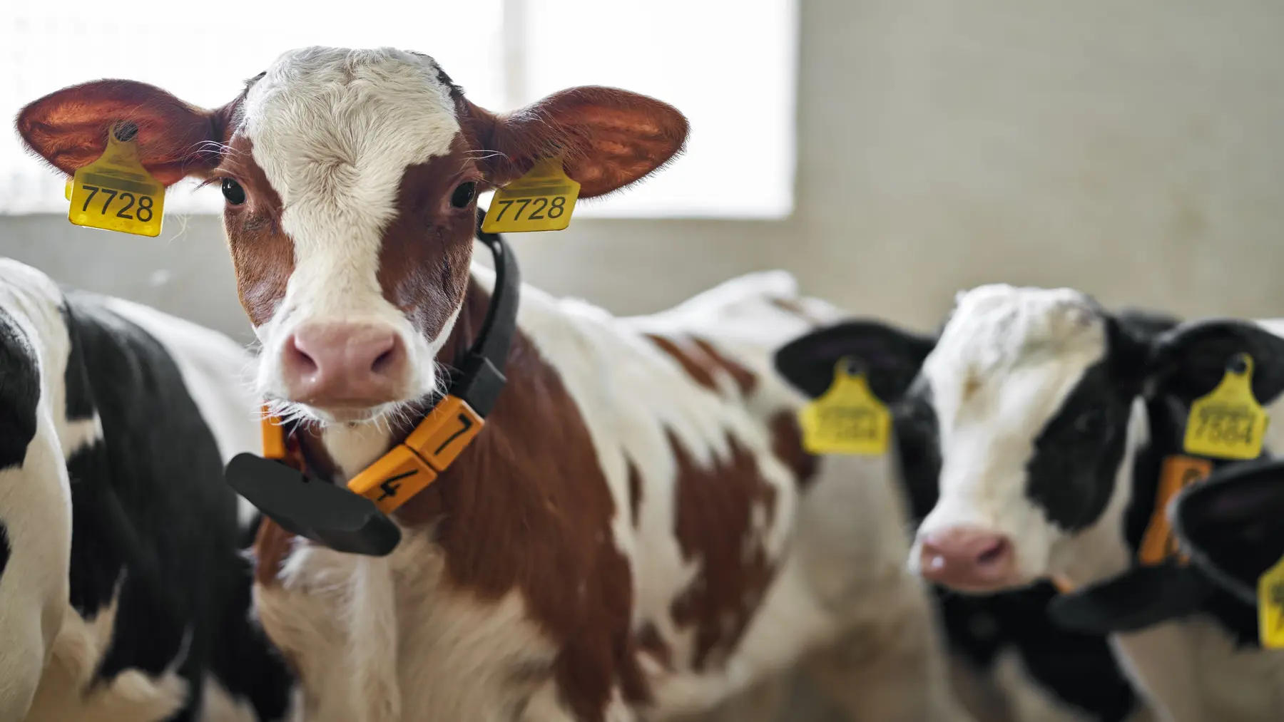 Cattle with animal identification technology