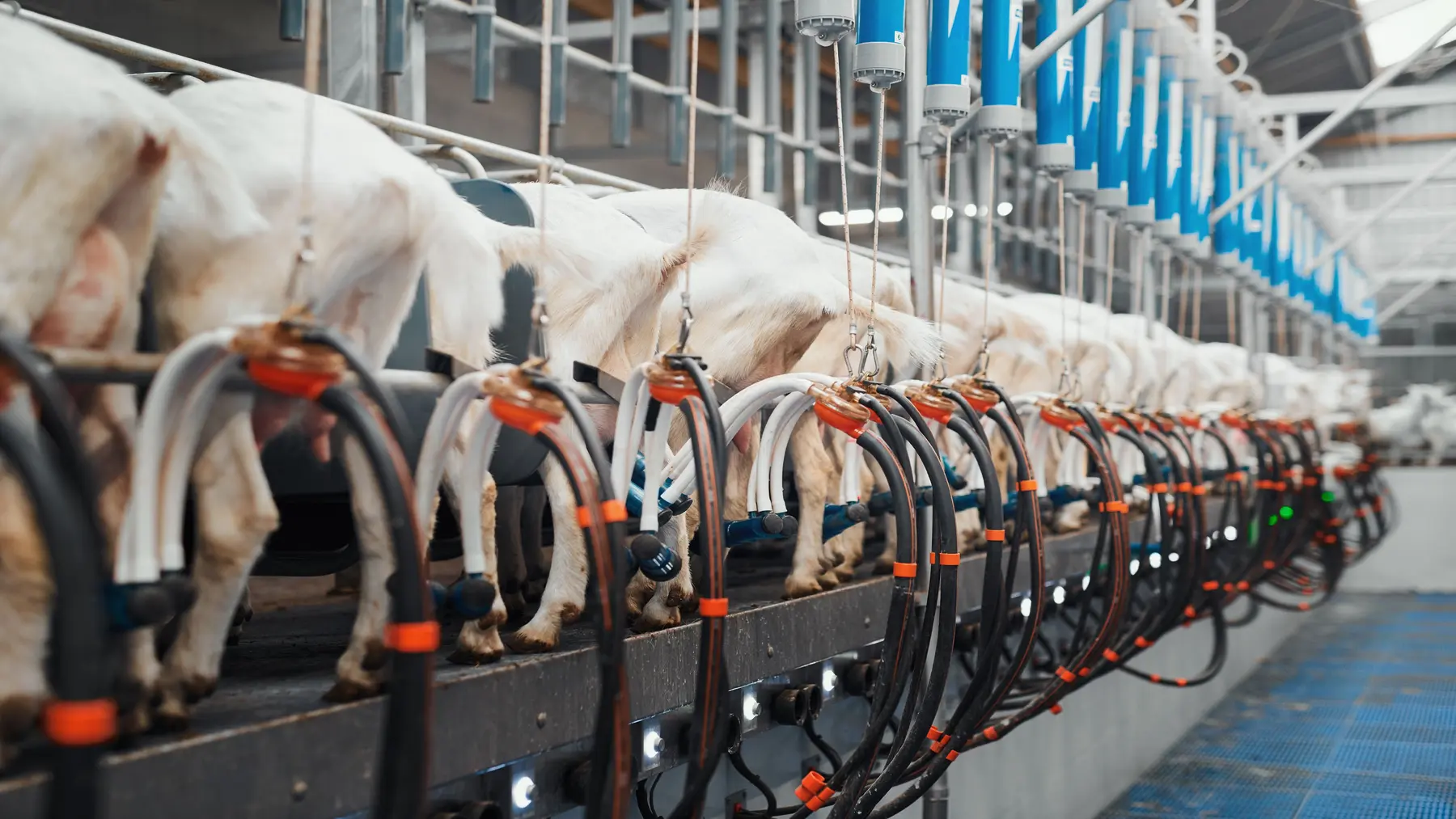 Modern dairy milking facility